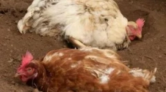 Piščančjo uši in kako se jih znebiti